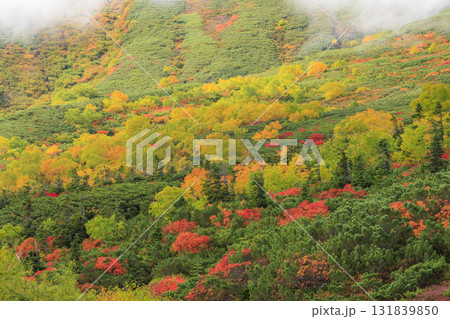 紅葉見頃な乗鞍 131839850