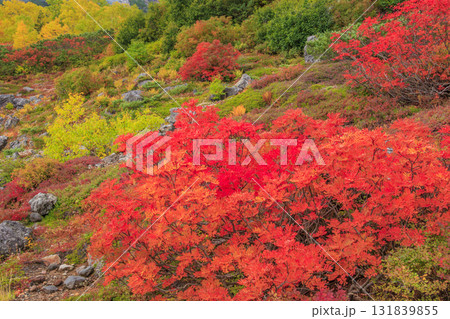 紅葉見頃な乗鞍 131839855