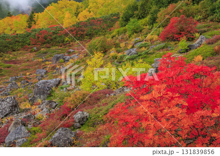 紅葉見頃な乗鞍 131839856