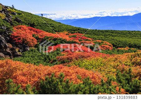 紅葉見頃な乗鞍 131839883