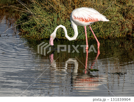 Flamingo searching for food in Inciralti Lagoon, Izmir Flamingo searching for food in Inciralti Lagoon, Izmir 131839904
