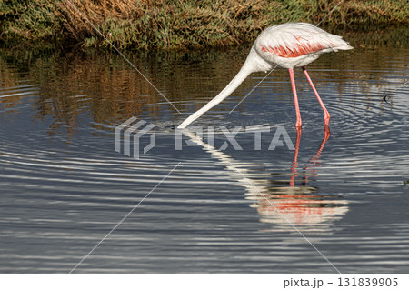 Flamingo searching for food in Inciralti Lagoon, Izmir Flamingo searching for food in Inciralti Lagoon, Izmir 131839905