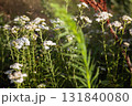 Clusters of white yarrow bloom in a green field under soft evening light. These wildflowers grow in groups, their small white heads shining in the late summer sun 131840080