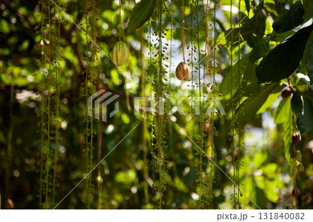 Flower buds and fruit of the Barringtonia tree hang from its branches in the warm sunlight.This freshwater mangrove has drooping racemes and thick green leaves common in Vietnam Flower buds and fruit of the Barringtonia tree hang from its branches in the warm sunlight.This freshwater mangrove has drooping racemes and thick green leaves common in Vietnam 131840082