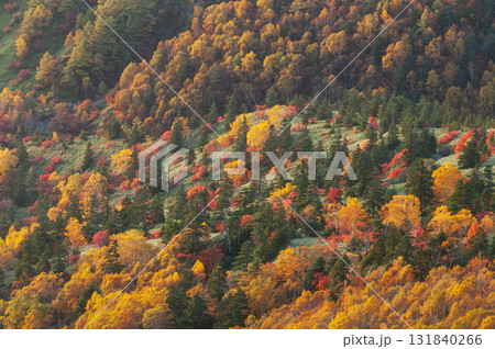 群馬県、長野県境の渋峠から望む朝日に染まる芳ヶ平の紅葉 群馬県、長野県境の渋峠から望む朝日に染まる芳ヶ平の紅葉 131840266