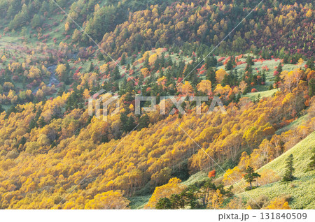 群馬県、長野県境の渋峠から望む芳ヶ平の紅葉 131840509