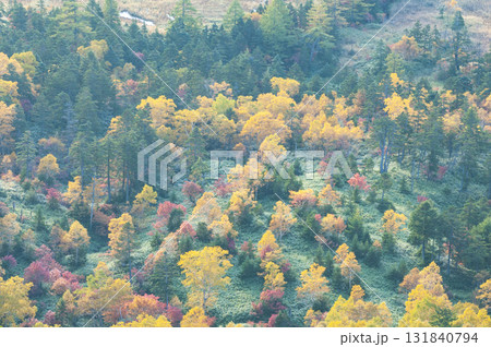 長野県、群馬県境の渋峠から望む芳ヶ平の紅葉 長野県、群馬県境の渋峠から望む芳ヶ平の紅葉 131840794