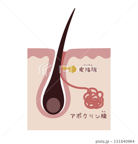 汗腺の構造を示す美容イラスト 131840964