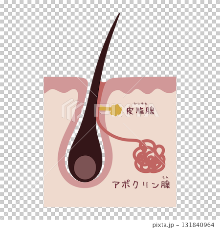 汗腺の構造を示す美容イラスト 131840964