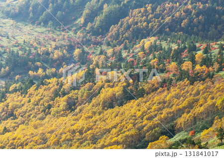 群馬県、長野県境の渋峠から望む芳ヶ平の紅葉 群馬県、長野県境の渋峠から望む芳ヶ平の紅葉 131841017