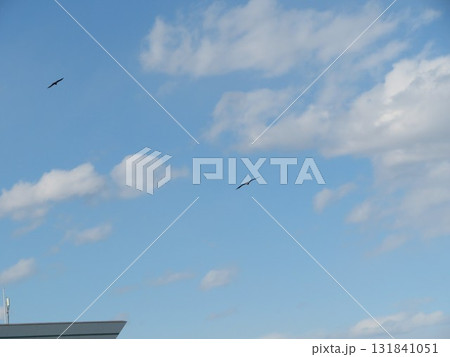 鳥 空 131841051