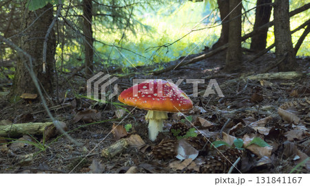 Fly agaric mushroom growing in the forest undergrowth 131841167