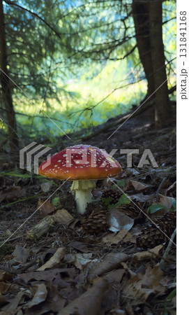 Fly agaric mushroom growing in the forest undergrowth 131841168