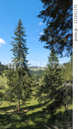 Majestic pine trees dominating a sunny mountain valley landscape 131841172