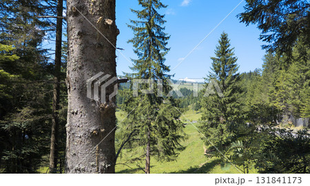Scenic alpine valley and fir trees on a sunny summer day 131841173
