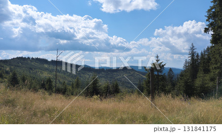 Breathtaking mountain landscape with lush meadows and pine trees under cloudy sky 131841175
