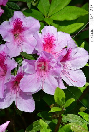 花(七尾城本丸、ツツジ)1 花(七尾城本丸、ツツジ)1 131841217