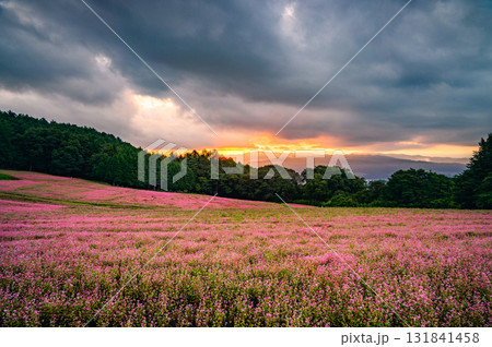 【夜明け】赤そばの里【上伊那郡箕輪町】 【夜明け】赤そばの里【上伊那郡箕輪町】 131841458