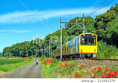 青空の下、満開の彼岸花の横を走る三岐鉄道の列車 青空の下、満開の彼岸花の横を走る三岐鉄道の列車 131841574