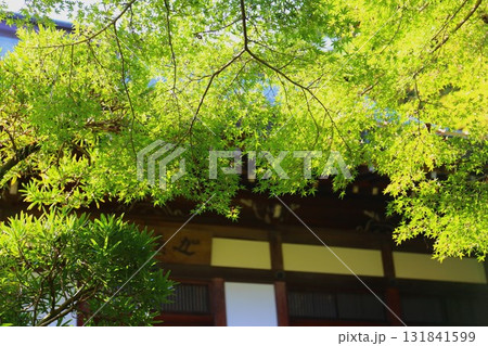 鎌倉にある報国寺の迦葉堂と青もみじ 鎌倉にある報国寺の迦葉堂と青もみじ 131841599