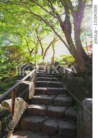 鎌倉にある報国寺の参道と青もみじ 鎌倉にある報国寺の参道と青もみじ 131841600