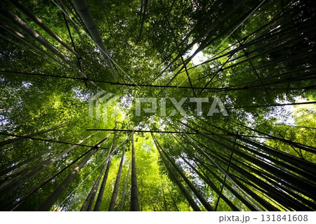 鎌倉にある報国寺の竹の庭 131841608