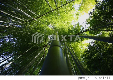 鎌倉にある報国寺の竹の庭 鎌倉にある報国寺の竹の庭 131841611