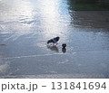 水たまりにいる鳩 131841694