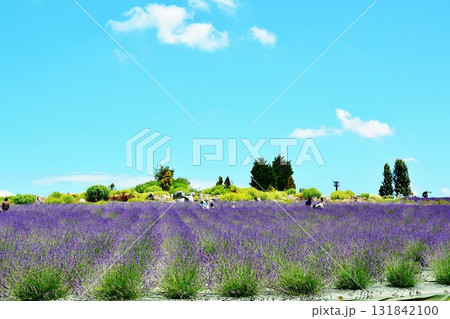ラベンダーの花咲く長岡国営越後丘陵公園 131842100
