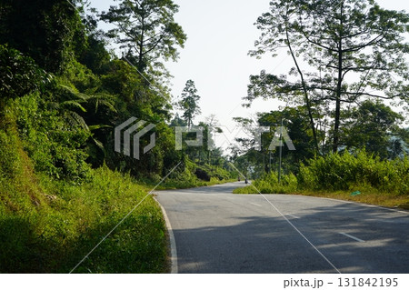 Quiet Asphalt Road Winding Through Lush Green Tropical Forest and Dense Jungle in Darjeeling 131842195