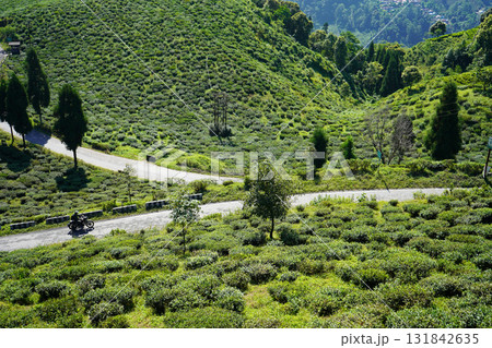 Traveling on Winding Road Through Sunny Lush Green Tea Plantation Hills at Darjeeling Mirik Traveling on Winding Road Through Sunny Lush Green Tea Plantation Hills at Darjeeling Mirik 131842635