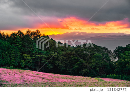 【夜明け】赤そばの里【上伊那郡箕輪町】 131842775