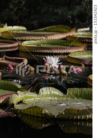 大輪の蓮の花 131842923