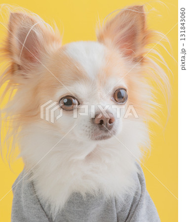 White Chihuahua on a yellow background. White Chihuahua with red spots in a hoodie. White Chihuahua on a yellow background. White Chihuahua with red spots in a hoodie. 131843060