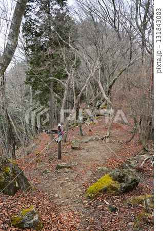 天子山地の長者ヶ岳　東海自然歩道自然　上佐野分岐 131843083