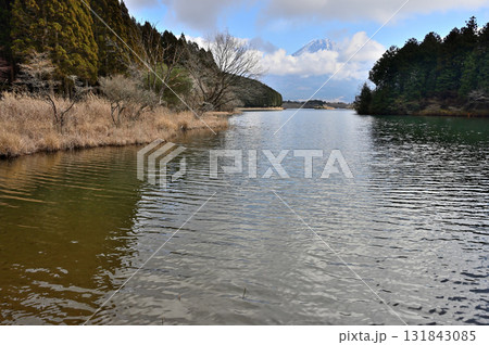静岡県富士宮市　田貫湖畔より望む冬の富士山 131843085