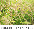 収穫間近の稲穂 131843144