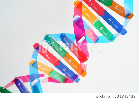 DNA molecule spiral structure model isolated on white background, chromosome and gene chemical science biology. DNA molecule spiral structure model isolated on white background, chromosome and gene chemical science biology. 131843435