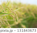 たわわに実った収穫間近の稲穂 131843673