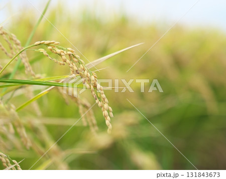 たわわに実った収穫間近の稲穂 131843673