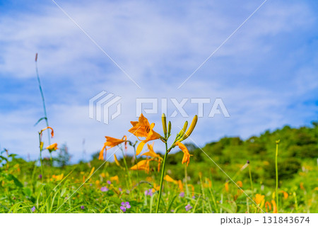 【群馬県】野反湖　湖畔のノゾリキスゲ（ニッコウキスゲ） 131843674