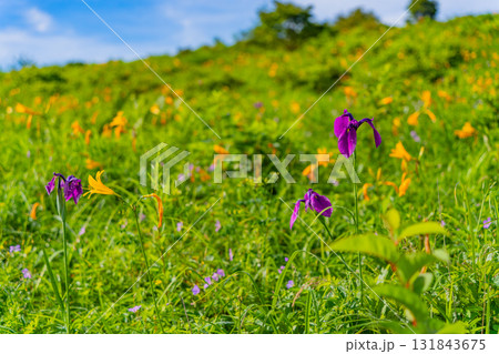 【群馬県】野反湖　湖畔のノゾリキスゲ（ニッコウキスゲ） 131843675