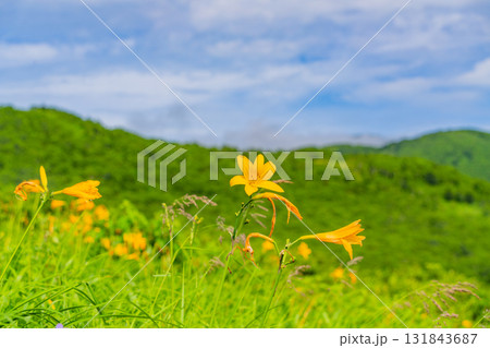 【群馬県】野反湖　湖畔のノゾリキスゲ（ニッコウキスゲ） 131843687