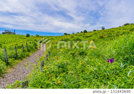 【群馬県】野反湖　湖畔のノゾリキスゲ（ニッコウキスゲ） 131843690