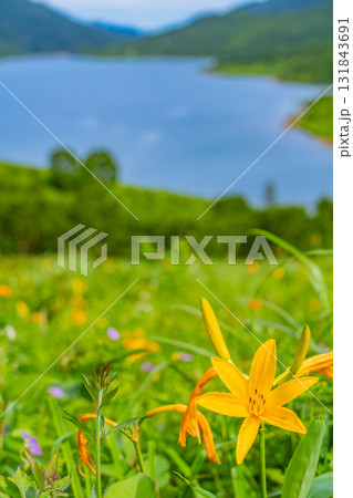【群馬県】野反湖　湖畔のノゾリキスゲ（ニッコウキスゲ） 131843691