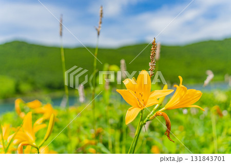 【群馬県】野反湖　湖畔のノゾリキスゲ（ニッコウキスゲ） 131843701