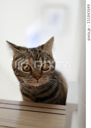 何かを発見した猫 何かを発見した猫 131843849