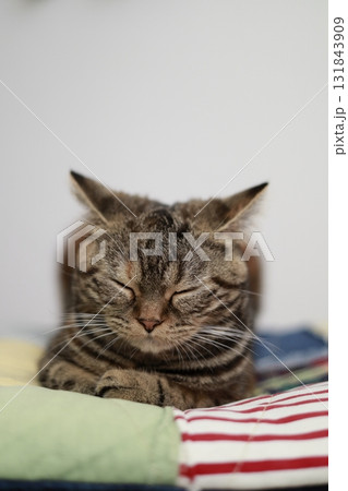 眠そうな猫 131843909