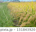 たわわに実った稲穂 131843920