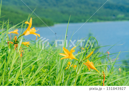 【群馬県】野反湖　湖畔のノゾリキスゲ 131843927